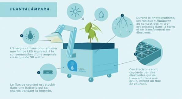 Perou ils produisent electricite grace a la seve des plantes (6)