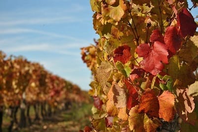 vigne-rouge
